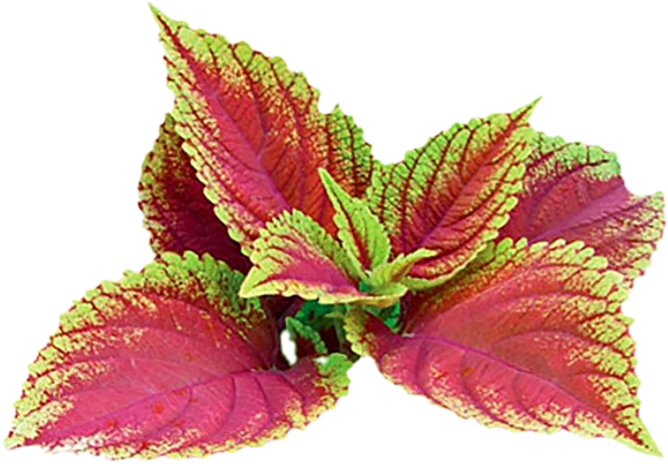 Illustration accompanying Coleus Forskohlii Root Extract