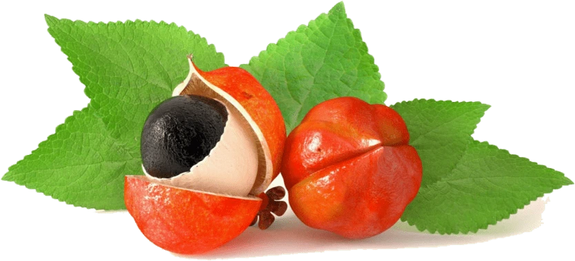 Illustration accompanying Guarana Seed Extract