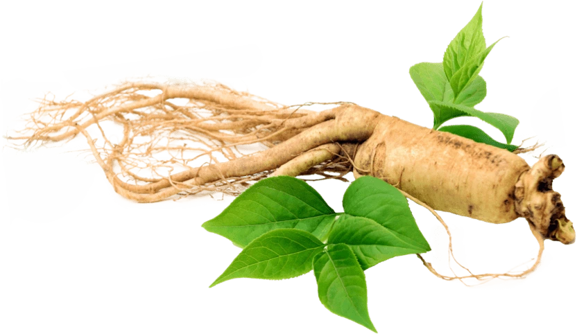 Illustration accompanying Siberian Ginseng Root Extract