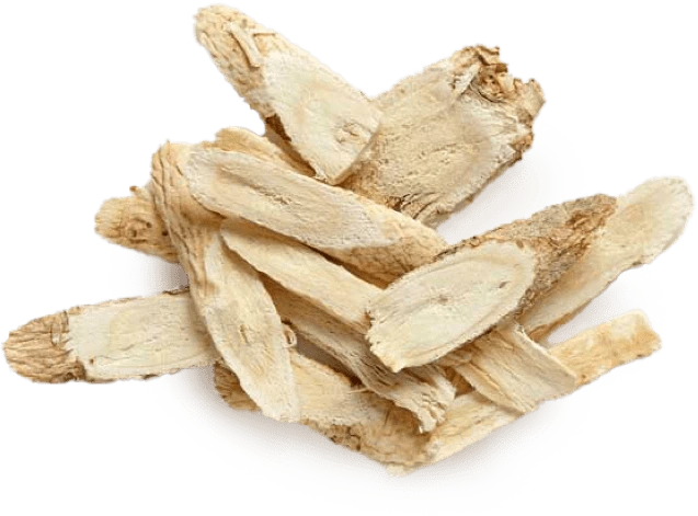 Illustration accompanying Astragalus Root Extract