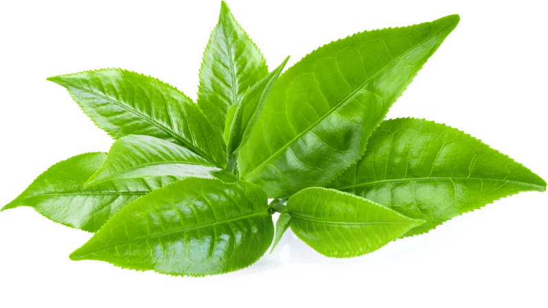 Illustration accompanying Green Tea Leaf Extract
